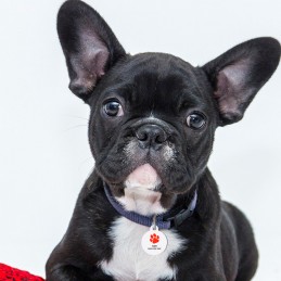 Placa chapa de aluminio identificación para perro mascota gato con nombre y teléfono