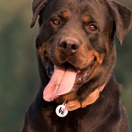 Placa chapa de aluminio identificación para perro mascota gato con nombre y teléfono